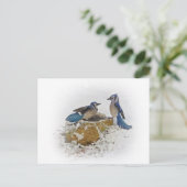 Carte Postale Geais bleus en hiver (Debout devant)
