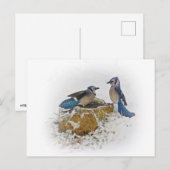 Carte Postale Geais bleus en hiver (Devant / Derrière)