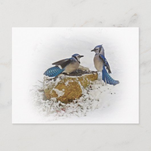 Carte Postale Geais bleus en hiver (Devant)