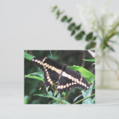 Carte postale Géant Swallowtail (Debout devant)