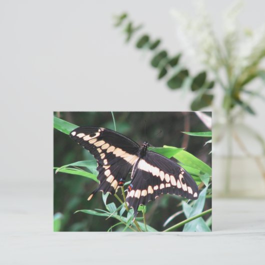 Carte postale Géant Swallowtail (Debout devant)