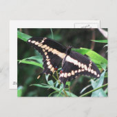 Carte postale Géant Swallowtail (Devant / Derrière)