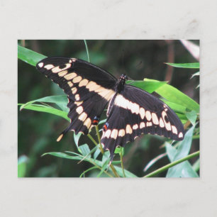 Carte postale Géant Swallowtail