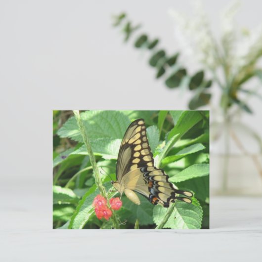 Carte postale Géant Swallowtail (Debout devant)