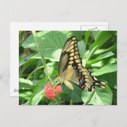 Carte postale Géant Swallowtail (Devant / Derrière)