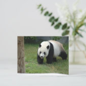 Carte postale géante d'ours panda (Debout devant)