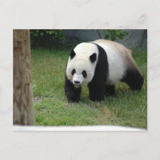 Carte postale géante d'ours panda