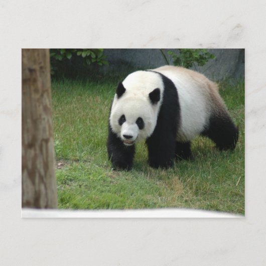 Carte postale géante d'ours panda (Devant)