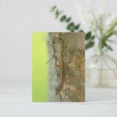 Carte Postale Gecko (Debout devant)