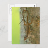 Carte Postale Gecko (Devant / Derrière)