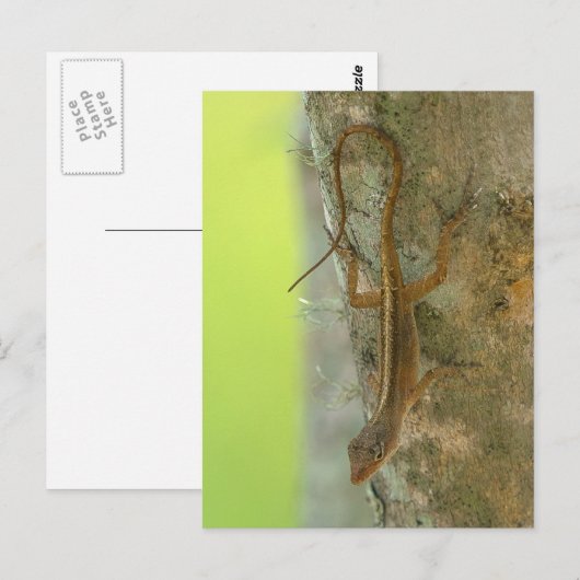 Carte Postale Gecko (Devant / Derrière)