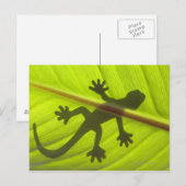 Carte Postale Gecko (Devant / Derrière)