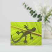 Carte Postale Gecko (Debout devant)
