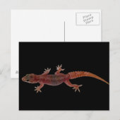 Carte Postale Gecko (Devant / Derrière)