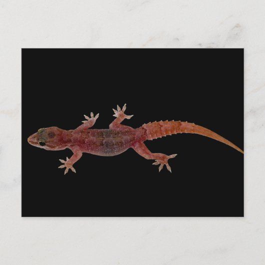 Carte Postale Gecko (Devant)