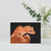 Carte Postale gecko (Debout devant)