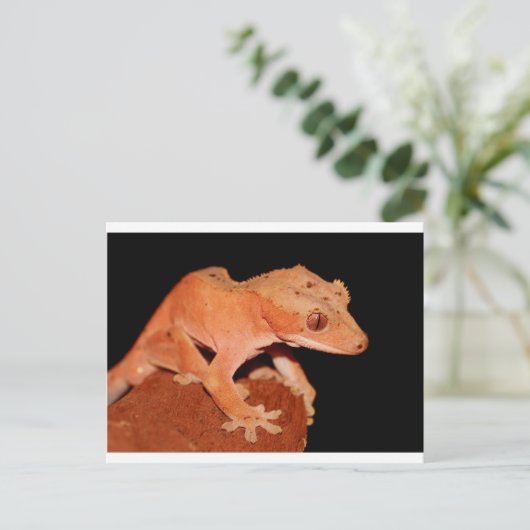 Carte Postale gecko (Debout devant)
