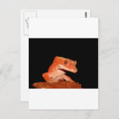 Carte Postale gecko (Devant / Derrière)