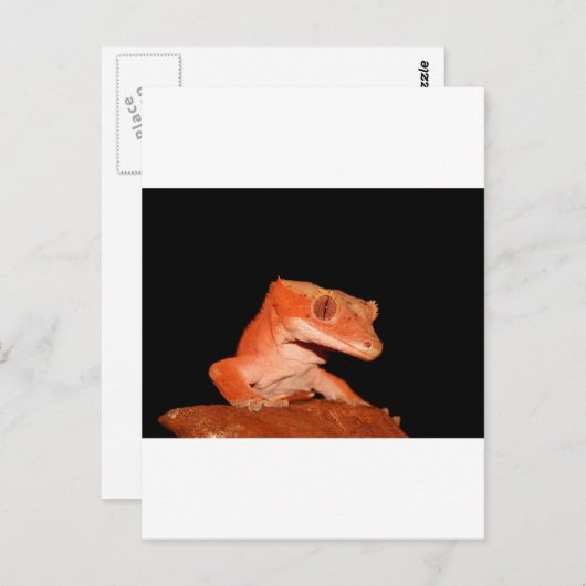 Carte Postale gecko (Devant / Derrière)