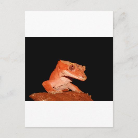 Carte Postale gecko (Devant)