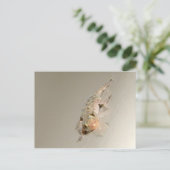 Carte Postale Gecko Dans Le Bain (Debout devant)