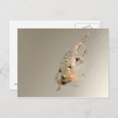 Carte Postale Gecko Dans Le Bain (Devant / Derrière)