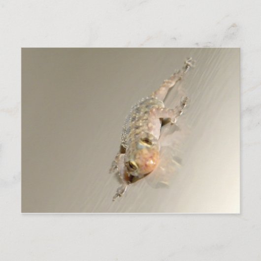 Carte Postale Gecko Dans Le Bain (Devant)