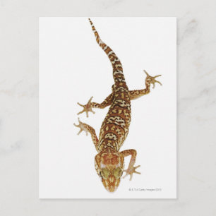 Carte Postale Gecko de Madagascar (Paroedura pictus) sur