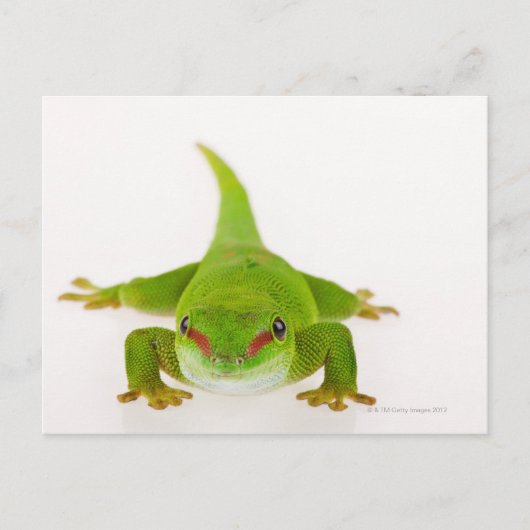 Carte Postale Gecko de Madagascar (Phelsuma madagascariensis) (Devant)