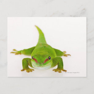 Carte Postale Gecko de Madagascar (Phelsuma madagascariensis)
