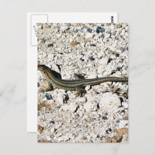 Carte Postale Gecko Lizard (Devant / Derrière)
