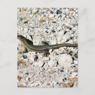 Carte Postale Gecko Lizard