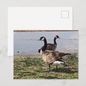 Carte postale GEESE (Devant / Derrière)