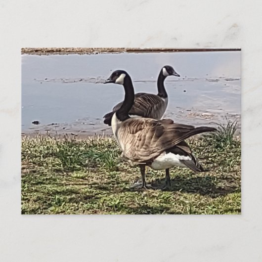 Carte postale GEESE (Devant)