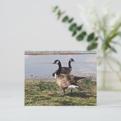 Carte postale GEESE (Debout devant)