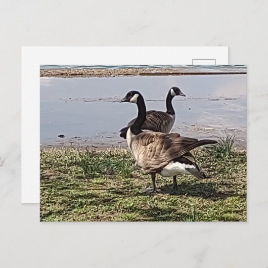 Carte postale GEESE (Devant / Derrière)