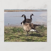 Carte postale GEESE (Devant)