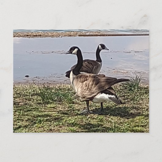 Carte postale GEESE (Devant)