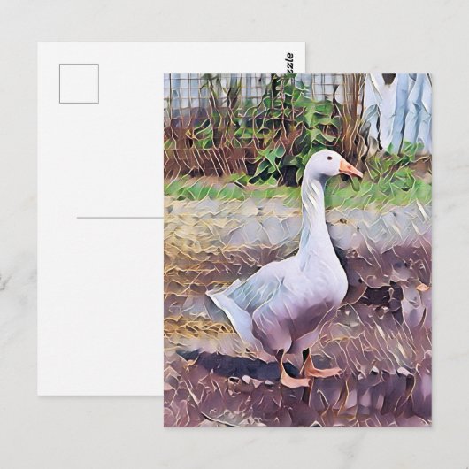 CARTE POSTALE GEESE (Devant / Derrière)