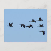 Carte Postale Geese (Devant)