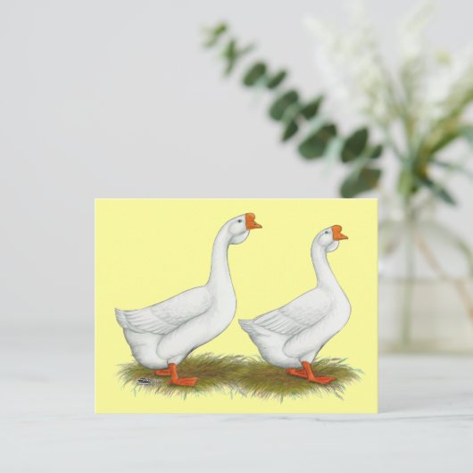 Carte Postale Geese de l'Afrique blanche (Debout devant)