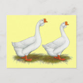Carte Postale Geese de l'Afrique blanche (Devant)