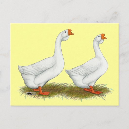 Carte Postale Geese de l'Afrique blanche (Devant)