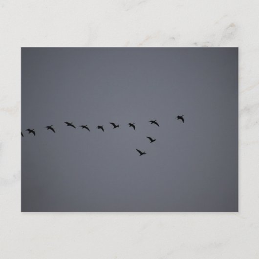 Carte Postale Geese's (Devant)