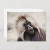 Carte Postale Gelada Baboon, Éthiopie (Devant / Derrière)