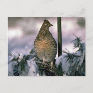 Carte Postale Gélinotte rouillée perchée dans un arbre enneigé