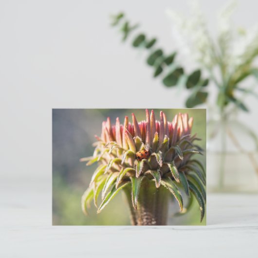 Carte Postale Gemme cachée - Echinacea (Debout devant)