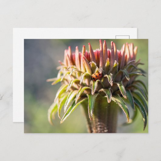 Carte Postale Gemme cachée - Echinacea (Devant / Derrière)