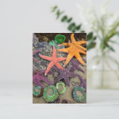 Carte Postale Gemmes de la mer (Debout devant)