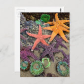 Carte Postale Gemmes de la mer (Devant / Derrière)